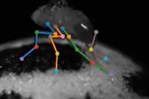 Animals in motion: Toolkit tracks behavior in 3D - UW Medicine | Newsroom