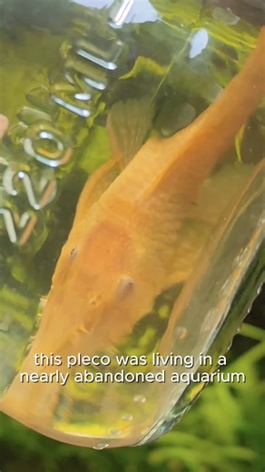 HabitatForge on Instagram: "Over 100 days, I transformed an abandoned aquarium into a natural river ecosystem. From cleaning the tank to watching plants grow, animals reproduce, and life slowly take over. A long-term aquarium project focused on balance, patience, and nature. #aquarium #ecosystem #plantedtank #aquascaping #freshwateraquarium"