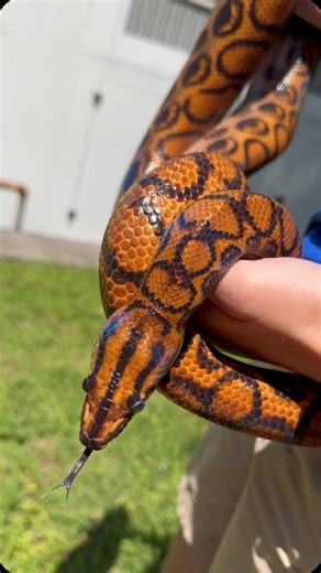 It’ssssss World Snake Day! 🐍 Meet Hardy the rainbow boa 🤗 As you can see, rainbow boas aren’t actually rainbow colored. Instead, their name comes from the iridescent sheen they give off when the light interacts with tiny ridges on their scales that act like prisms. This interaction creates the beautiful rainbow shimmer you see on Hardy! Pretty neat, huh? #worldsnakeday #rainbowboa #rainbow #interesting #snakefacts #beautifulsnakes #snakes #boa #fypage #foryou #rwpzoo | Roger Williams Park Zoo 