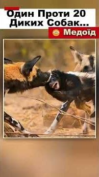 Він Пішов ПРОТИ 20 Диких Собак… І ВИЖИВ 😳 Медоїд