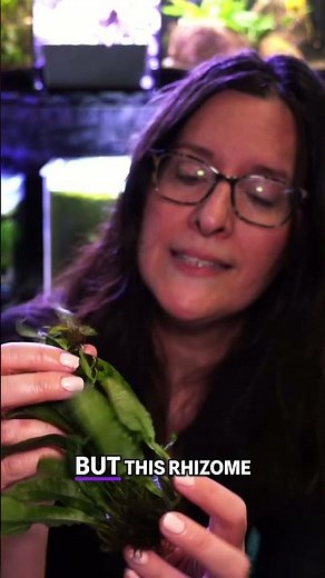 Aquarium Plant Secrets: Planting and Growing Java Fern