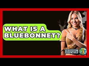 What Is A Bluebonnet? - Ecosystem Essentials
