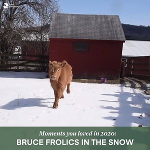 27K views · 2.1K reactions | ✨ Countdown to 2021! ✨ As we look ahead to 2021, we're reflecting on some of the animal moments you loved this year. These fond memories remind us that good things came out of 2020, too: Who remembers Bruce's big day out in the snow? ✋ Bruce shows us that there's something especially joyful about a calf running free—we hope this memory brightens your day as much as it does ours! | Farm Sanctuary | Facebook