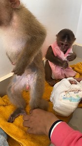 Monkey Joins the Family Dance 🕺🐵💃 #DanceParty #FunHome | Short MV