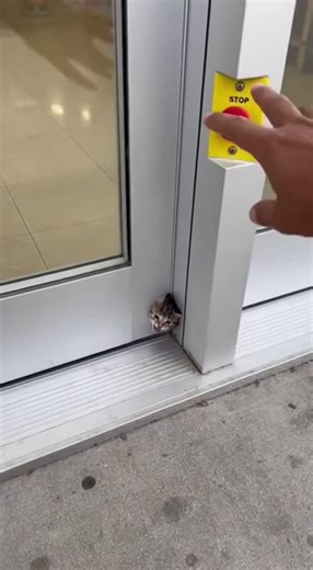 He was getting crushed by the door 😭💔💔 #rescueanimals | Rescuing Animals