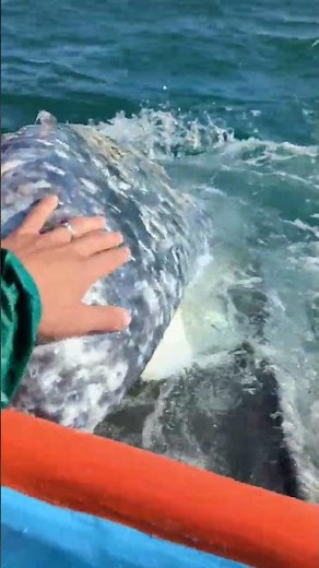 This gray whale showed us how well it brushed it's teeth 🪥