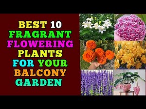 Best 10 Fragrant Flowering plants for your home garden
