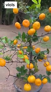 670K views · 12K reactions | Planting orange using fruit #plantcaretips #propagate #fruitlover #plantingtips #gardening #fruits #graftedplants #orange #oranges Cropp @highlight Crop farming south africa | Violita Padayon | Facebook