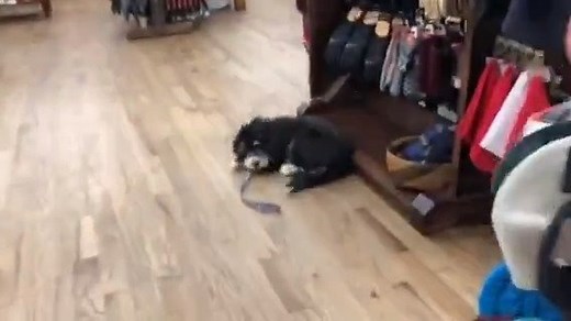 watch this Swiss Doodle puppy from www.CrockettDoodles.com; so well-trained | Crockett Doodles