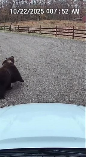 Deer Uses Bear as Trampoline (Caught on Ring Camera)
