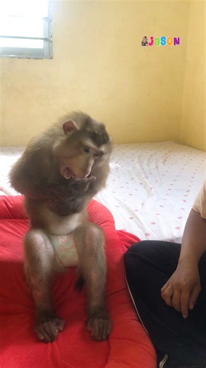 7.4K views · 468 reactions | Intelligent Jason Adorable Learn Comb Hair Follow Told | Monkey Jason | Facebook