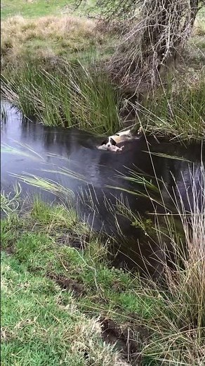 Springer Spaniel retrieving rabbit across water! #rabbithunting #rabbithunt #hunting