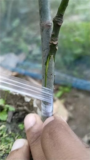 mango side grafting complete process best methods #grafting #plantgrafting #mangovarieties #garden