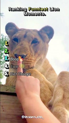 RANKING the Funniest Lion Moments (Wait for the #1 Spot 👑) #Shorts #ranking #funny #trending