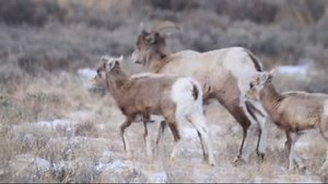 Check out this Rocky Mountain bighorn sheep family! They were spotted on the Refuge Road at the National Elk Refuge in Wyoming. Many National Wildlife Refuges offer motor tours of their scenic landscapes where you can witness some amazing wildlife activity from your vehicle. Find a refuge near you: http://ow.ly/cDlZ50D0SOK Video: Rocky Mountain bighorn sheep family at the National Elk Refuge in Wyoming by Kari Cieszkiewicz/USFWS | U.S. Fish and Wildlife Service