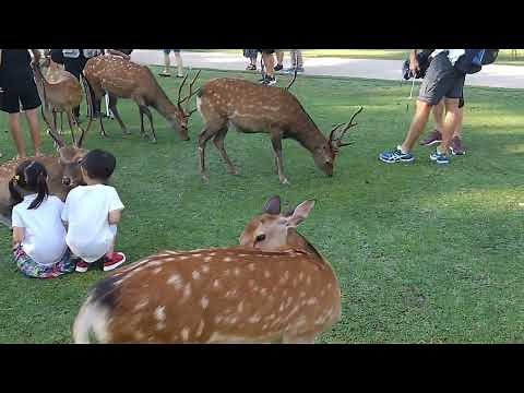簡単にお触りできる鹿ちゃんたち🦌【奈良公園】