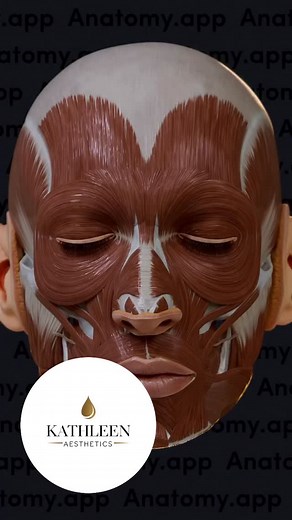 Botox is commonly injected into facial muscles around the eye area to reduce wrinkles such as crow’s feet, frown lines, and forehead lines. Here are the main ones involved: Orbicularis oculi Circular muscle around the eyes. Corrugator supercilii : Between the eyebrows Procerus Bridge of the nose Pulls the skin between eyebrows downward Reduces horizontal line across top of nose #esthetician #kathleenminhchau #facialtrainingcourse #kathleen_uong #kathleen_uong #botox #botoxinjections | Kathleen M