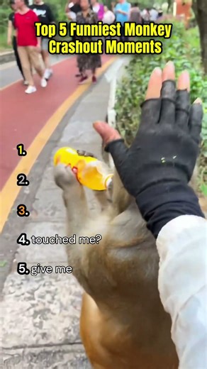 Ranking Top 5 Monkey Freaking Out Moments