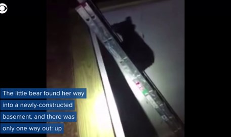 Viral video shows bear cub climbing up ladder