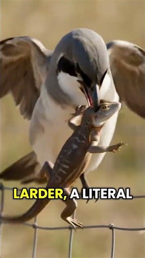 The Cutest Serial Killer in the World 💀