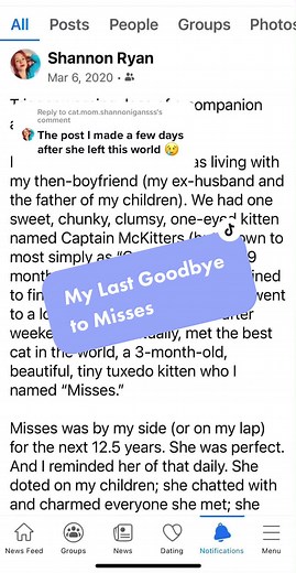 Reply to @cat.mom.shannonigansss Remembering the day Misses crossed the 🌈 bridge 😢#cats #fyp #fypシ #catsoftiktok