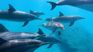 J’ai nagé avec des dauphins pendant 30 minutes ?