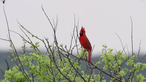 Northern Cardinal Sounds, All About Birds, Cornell Lab of Ornithology