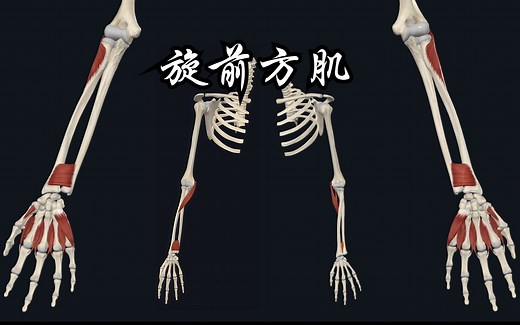 上肢肌肉：前臂前群肌-第四层（旋前方肌）