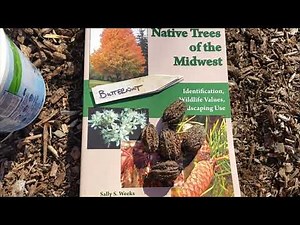 Planting the Native Butternut or White Walnut