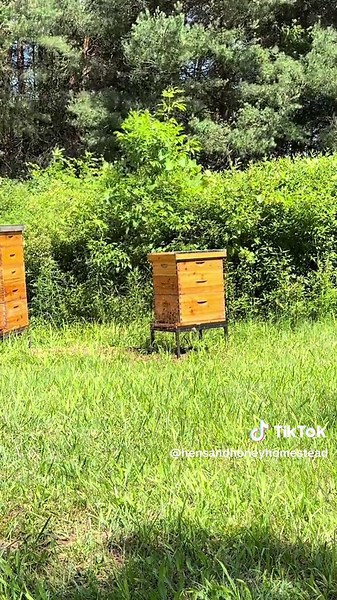 My Beehive Swarming Experience | Hens and Honey Homestead