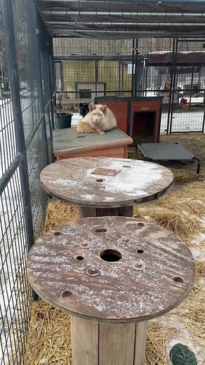 Afternoon Greeting and Fox Adventures in Winter