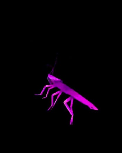 Dancing rainbow cockroach
