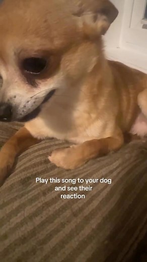 1K views · 46 reactions | The anger is building lamp - : advance_to_royalty0 on TikTok | I love Chihuahua | Facebook