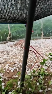 #NoticiaInternacional En Texas EEUU en vez de llover cayó bolas de granizo. | Radio Alegría Online
