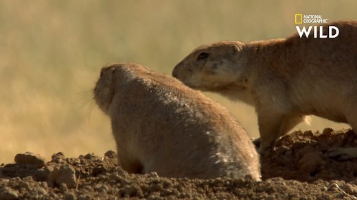 Les chiens de prairie sont un des mets favoris des renards : quand ils détectent un prédateur, ces petits rongeurs mettent leurs petits à l'abri sous terre. Pour communiquer entre eux, ils utilisent un vocabulaire de cris très spécifiques et parfois mystérieux. | Nat Geo Wild France