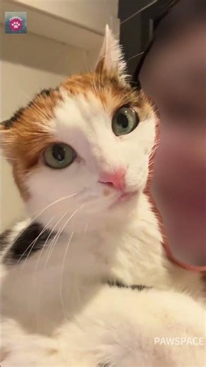 Cute calico cat#cutecat