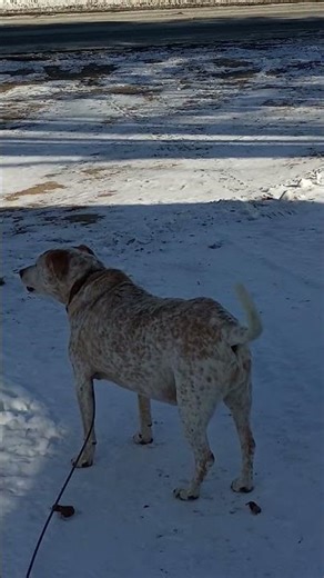 Daisy dog, Red Tick Coon Hound Mutt Mix born North Carolina, age 10, lives in Vermont.
