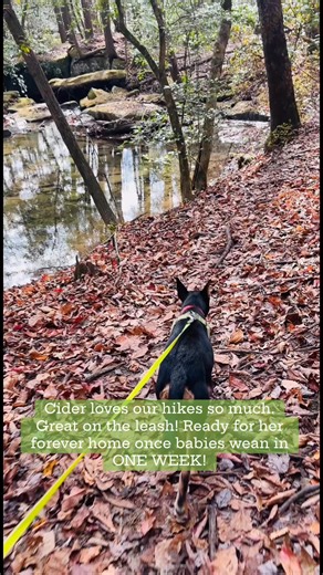 Cider is great on the leash. One of the many qualities to add to her amazing resume! | Mutts on the Mountain