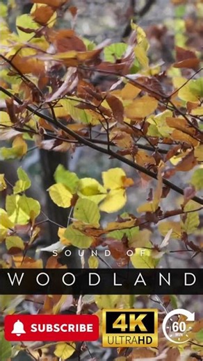 Sound of Woodland - #meditate #relax #focus #sleep #yoga #ambience