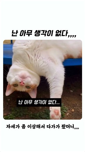 나는 아무 생각이 없다,,, #shorts #고양이 #cncjs