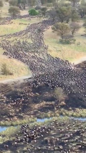 🌍 The Great Migration in the Serengeti | Witness Nature’s Greatest Spectacle Happening Now! 🐾