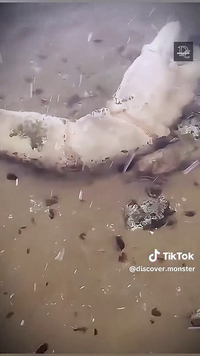 Giant Crab Monster Caught on Camera in the USA