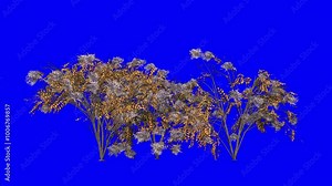 3D japanese angelica tree cluster in Autumn Fall season, with wind effect on blue screen 3D animation. You can easily key out (remove) the blue screen with just one click using any video editor.