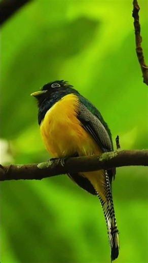 Colorful Trogon Bird Resting on a Rainforest Branch Stunning 4K Wildlife 🐦🌿
