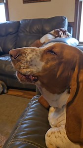 Simon's solo! #howling #bassethound #bassetlife #basset | Carl and Ellie's Basset Hound Adventures