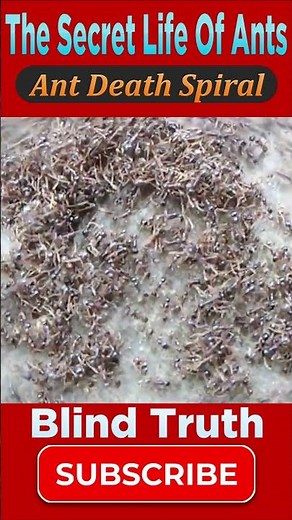 Mystery of the Ant Death Spiral - Reality Or Myth | Blind Truth #shortsfeed #ants