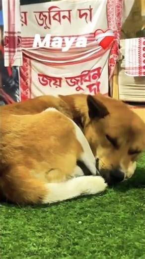 justice⚖ zubeen garg#zubeengarg #zubeen #zubeen_garg #justice