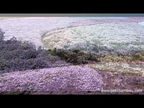 30 minutes de musique 🌺 de relaxation zen et reposante pour travailler ou méditer