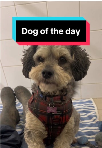 🐕 DOG OF THE DAY: Nimbus 💙 Nimbus is a 5 year old snoodle currently waiting for his forever home 💙 Here is some more info on Nimbus: Age: 5 Sex: Neutered Male Breed: Schnauzer poodle cross Nimbus is a new arrival here so is still being assessed but please keep an eye on our website for more information on him and our other dogs. #rescuedog #snoodle #dogtok #cockapoo #adoptdontshop