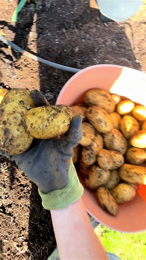 First potato harvest of the season! Not a bad haul from 8 plants. These had been in the ground for over 100 days (the general maturity date for these main crop potatoes). I was originally waiting for them to die but they just kept trying to grow - and we needed some potatoes 😅